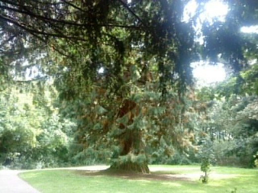 A Giant Sequoia - a collection of large trees from around the world are all that remains of the manor at Sishes