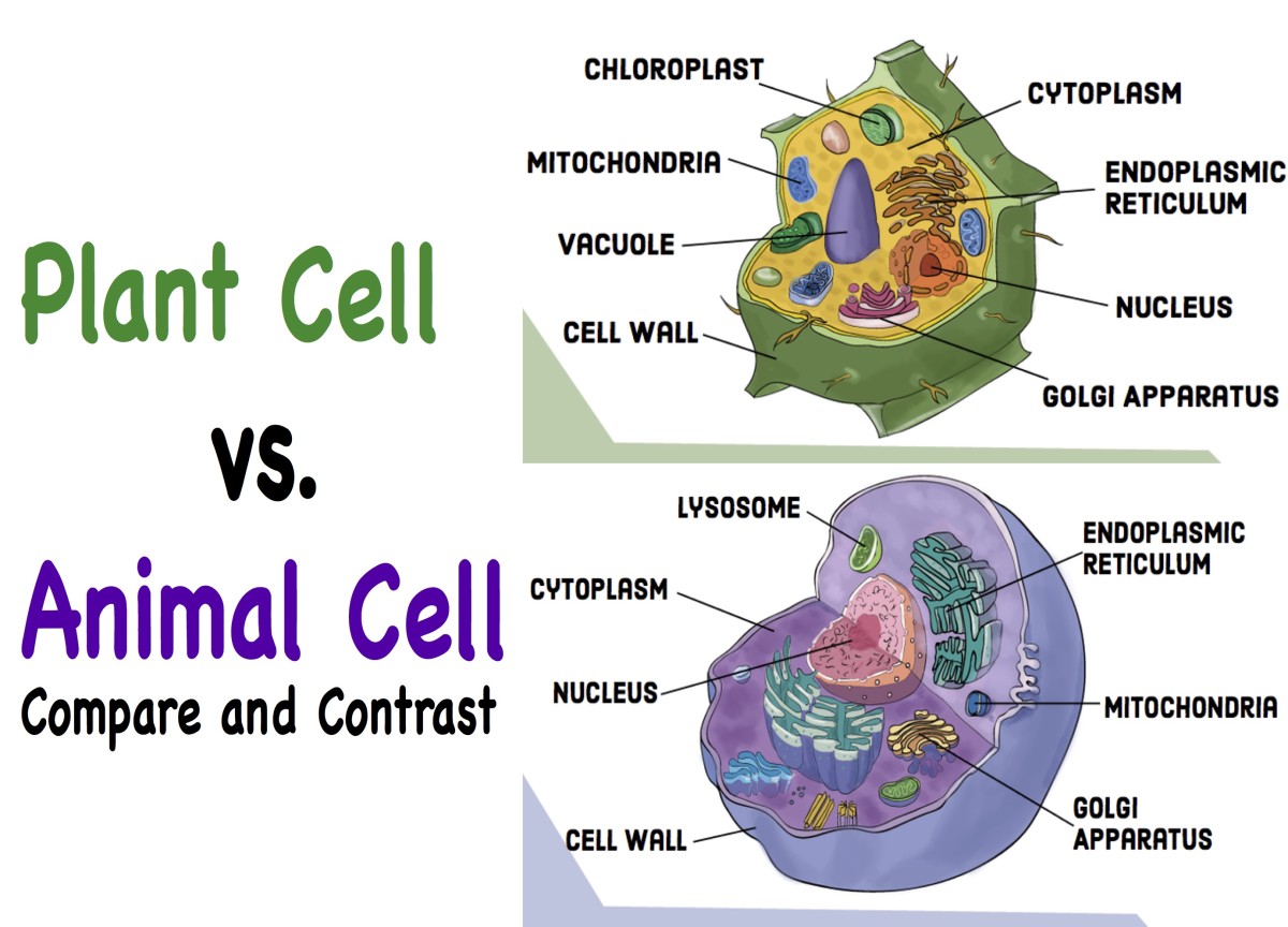 Compare and Contrast: Chloroplasts and Mitochondria ...