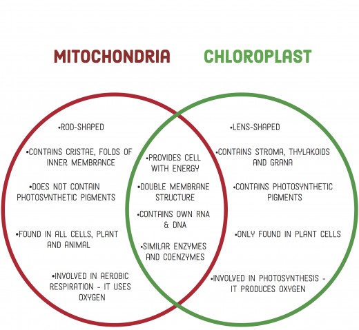 What do mitochondrial and thylakoid membranes have in common?