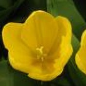 noteworthy profile image