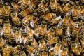 Information About Honey Bees