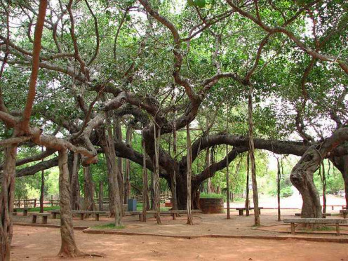 Peepal-Tree