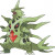 Mega Tyranitar Mega Tyranitar