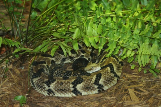 Canebrake Rattlesnake