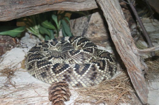 Eastern Diamondback Rattlesnake