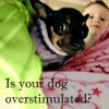 Is Sensory Overstimulation Stressing Your Dog?