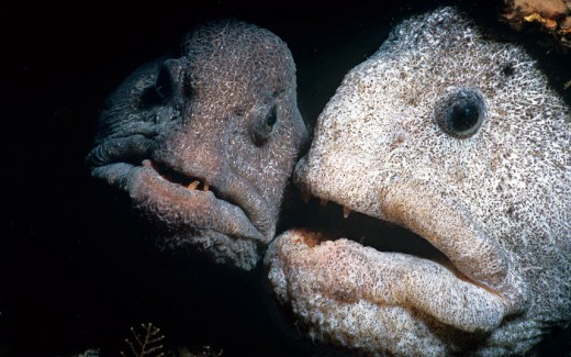 Creatures from the Deep-Do you Know?