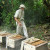 Beebox and visitor. Beebox and visitor.