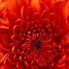 LoriBeninger profile image