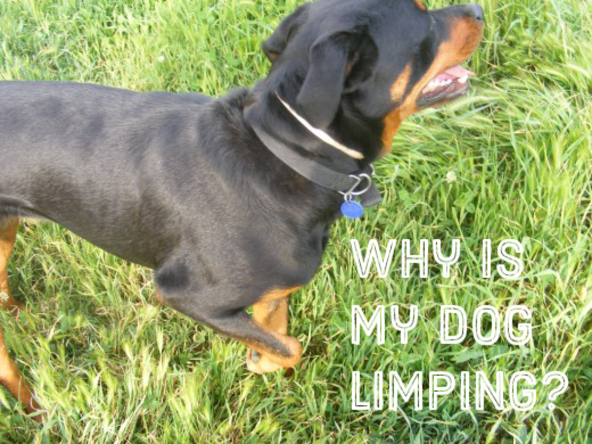 Causes of Limping in Dogs