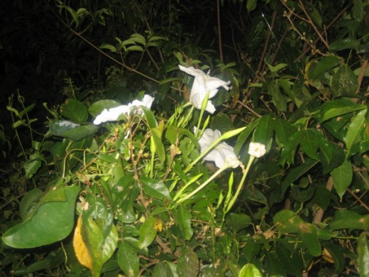 This flower only blooms at night in the Rain Forest that encompasses Iguazu