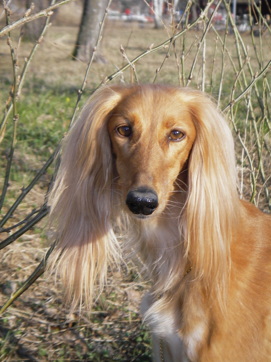 Ancient Egyptian Dog Breed Saluki Hubpages
