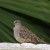 An Inca Dove. McAllen is part of the World Bird Center of nine locations.