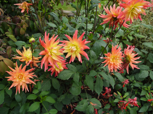 Dahlias in all their glory at Bodnant Garden - September 3, 2015