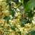 Rhus Javanica flower and Bee 1 Rhus Javanica flower and Bee 1