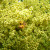 Rhus Javanica flower and Bee 3 Rhus Javanica flower and Bee 3