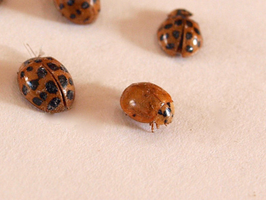 asian-ladybugs-in-house-amature-housewives