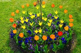 A flowerbed