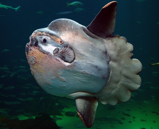 The Ocean sunfish should not be confused with its minute freshwater cousin, for this fish is huge often weighing several tons.