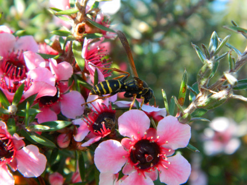 New Zealand Tea Tree - Manuka