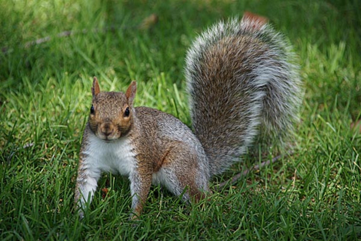 Unlike most squirrels this little devil does not hibernate though the winter.