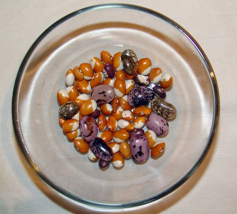 Common popular bean varieties.