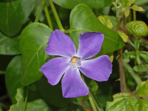 The blue-flowered Vinca major, a member of the Apocynaceae family of plants.