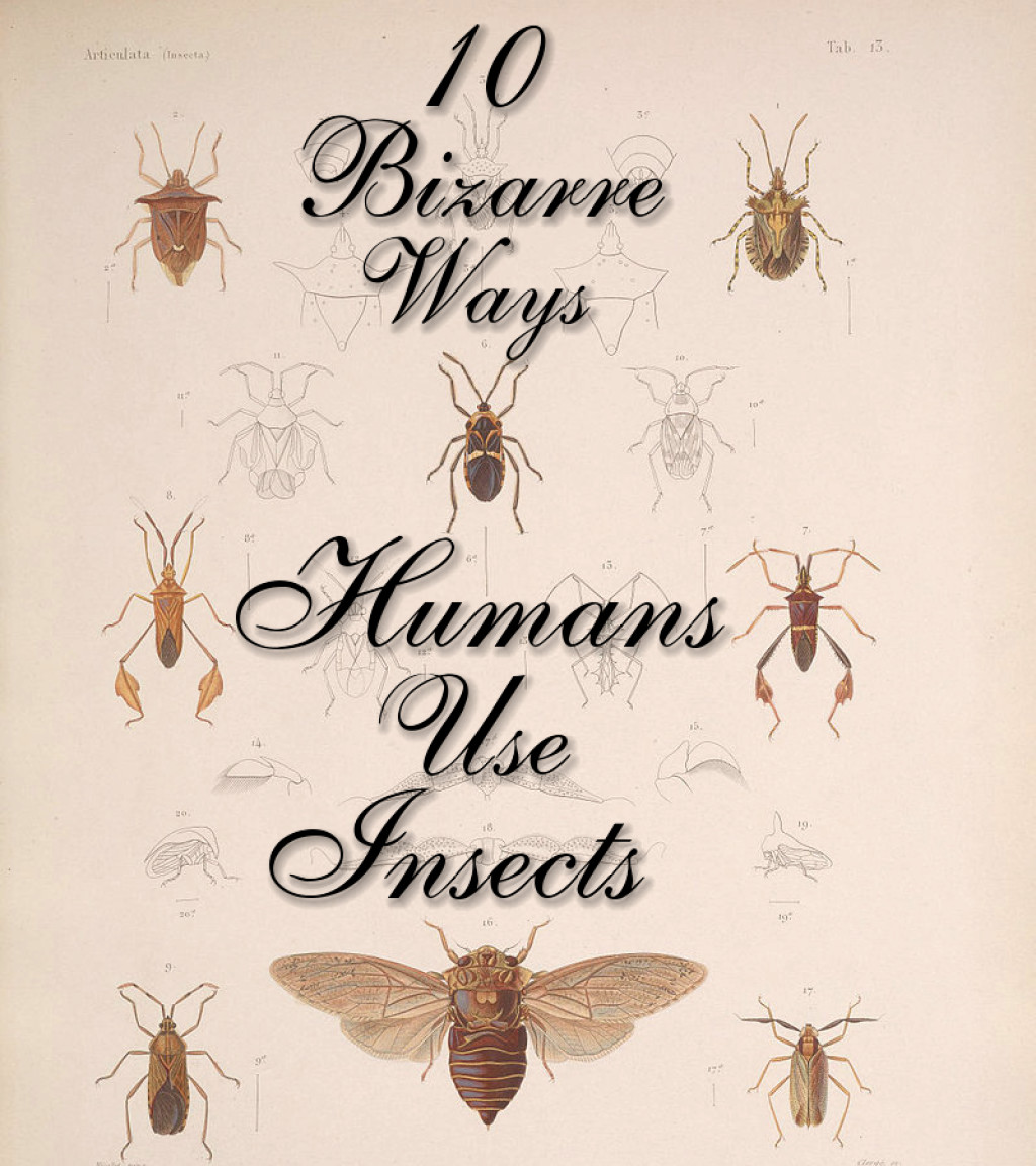 Should Humans Consume Insects As An Alternate www