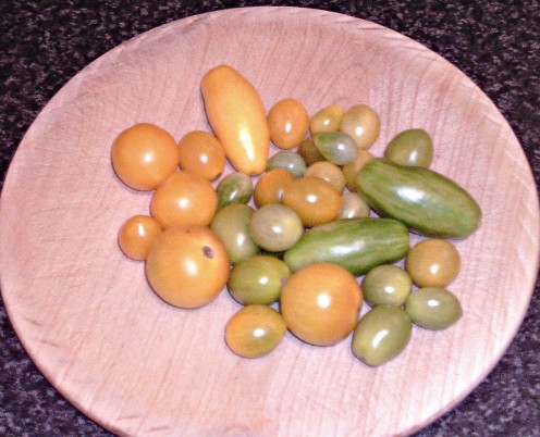 Yellow and unripened, green tomatoes