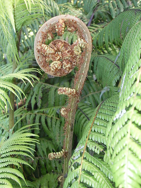Photo Credit - https://en.wikipedia.org/wiki/Cyathea_dealbata