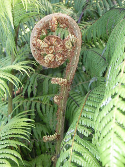 New Zealand Native Plants