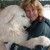 Great Pyrenees Dog Great Pyrenees Dog