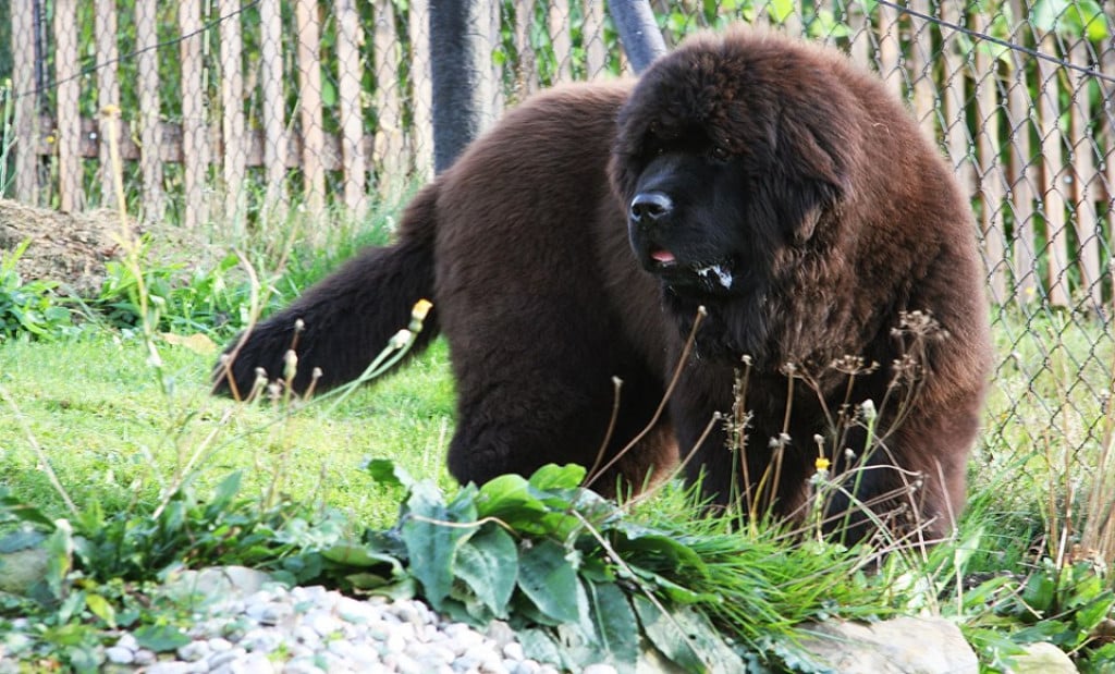 giant dogs that look like bears