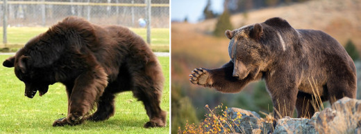 Seven Dogs That Look Like Bears | hubpages