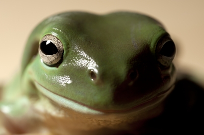 Frogs don't talk, but they still tell us lots of important things about our shared environment. 