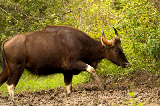 Indian Bison