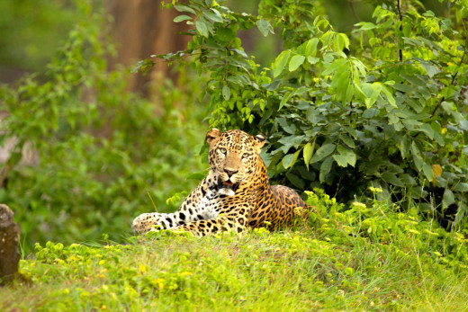 Leopard