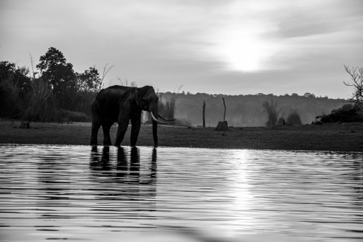 Asian Elephant - on the bank of Kabini River.  Photographed from a motor boat while on a motor boat safari- another way of exploring wildlife of Nagarhole National Park.