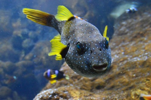 The Beginner's Guide to Keeping Freshwater Puffers The Beginner's Guide to Keeping Freshwater Puffers