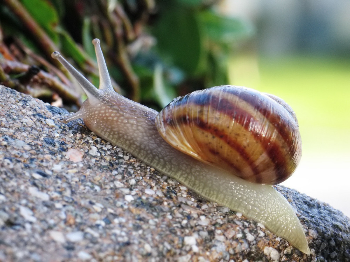 8 Sure Ways To Get Rid Of Snails And Slugs In Your House And