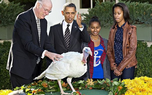 President Barack Obama giving a presidential pardon to a lucky turkey before Thanksgiving. This turkey will be saved from being slaughtered and eaten during Thanksgiving. 