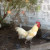 Foghorn Leghorn, one of our roosters