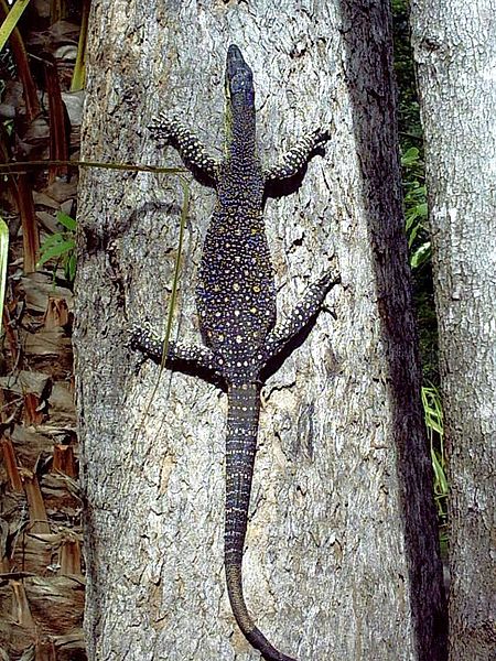 Goanna climbing a tree