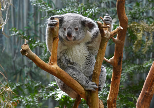 Everyone's favourite Aussie animal, Koala