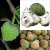 This variety of custard apple is also called Sweetsop or Sugar Apple.