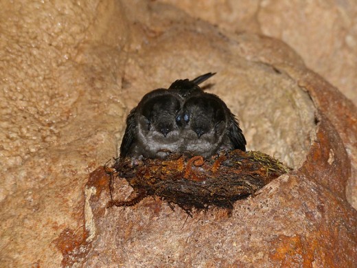 Aepypodius, Aerodramus and Aeronautes. AZ of Bird genera hubpages