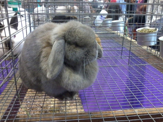 Fluffy Bunny. Just try to be upset after looking at this!