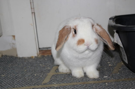 No one can refuse awkward bunny.