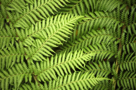 Ferns like this one are easy to grow and the large green leaves are stunning. Ferns can grow very tall and bushy, so take care where you plant them. 
