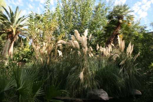 Pampas grass is noted for it's beautiful crowns and large blades. Pampas grass can grow incredibly tall and bushy, and compliments many types of gardens. 